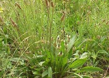 450px plantago lanceolata plant 2024 11 05 085740