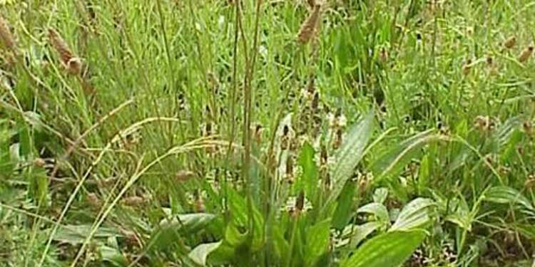 450px plantago lanceolata plant 2024 11 05 085740