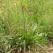 450px plantago lanceolata plant 2024 11 05 085740