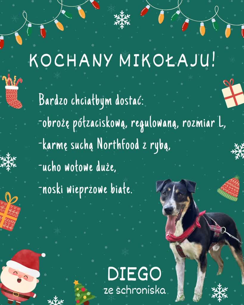 Psy i koty z zamojskiego schroniska czekają na paczki od Mikołaja 2 466971273_978700917636305_9044352153733511170_n.jpg