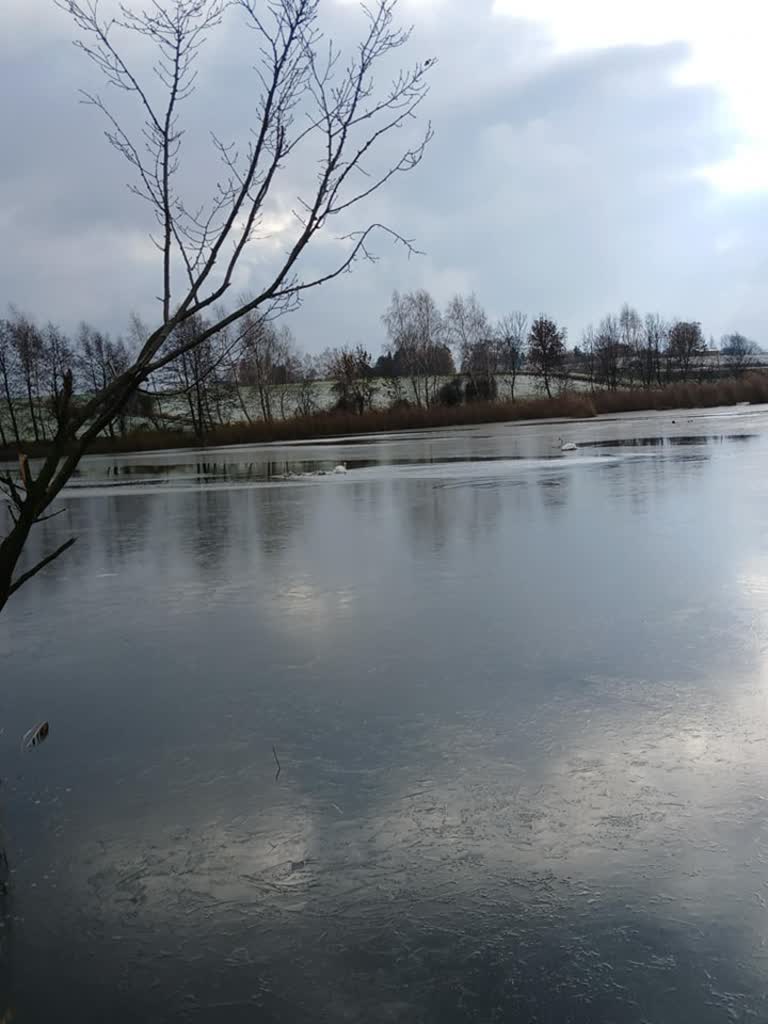 Nietypowa interwencja. Strażacy uratowali łabędzie 2 467867079_886645830289025_5592695721225967267_n.jpg