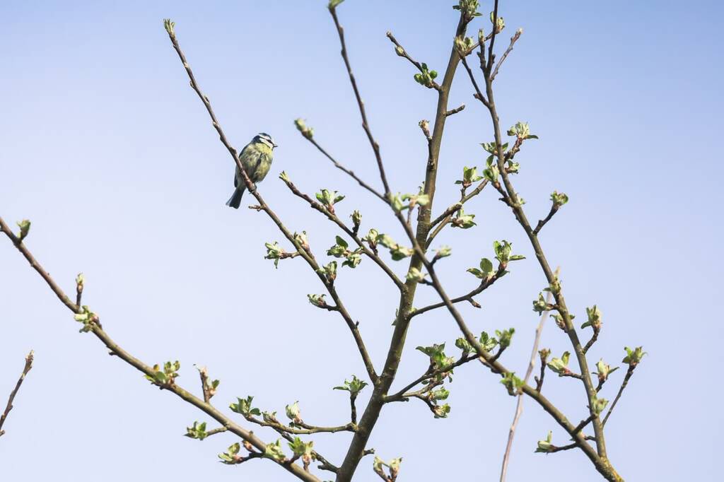 blue tit 7139677 1280 2024 11 30 103321