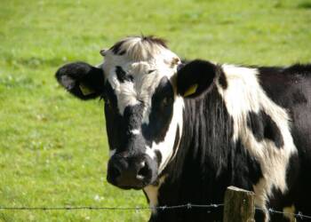 cow 234835 1280 2024 11 21 113156