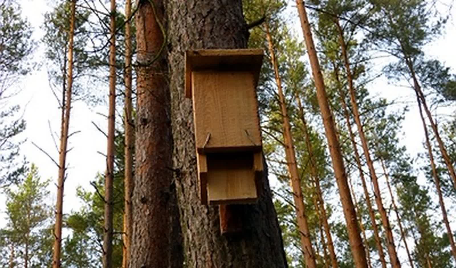 "Ptasie mieszkania" w lubelskich lasach. Leśnicy rozwieszają budki lęgowe 2 efb73b6a-1d90-4db7-addd-3f77f48748c8.jpeg