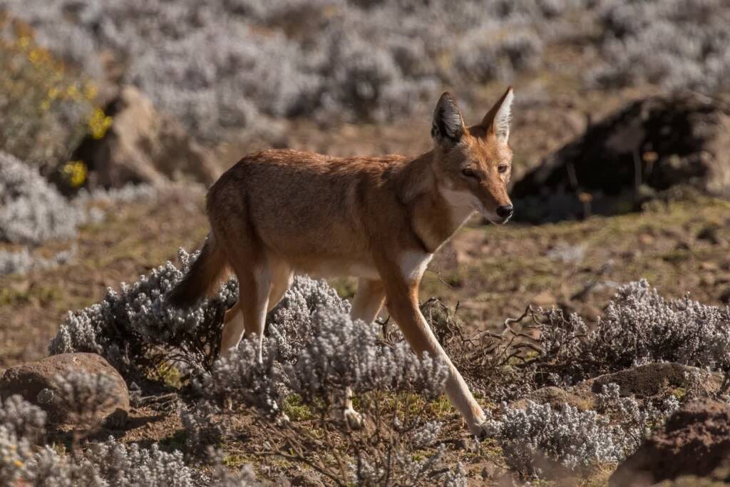 ethiopian wolf canis simensis citernii 2024 11 29 070022