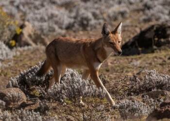 ethiopian wolf canis simensis citernii 2024 11 29 070022