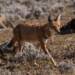 ethiopian wolf canis simensis citernii 2024 11 29 070022