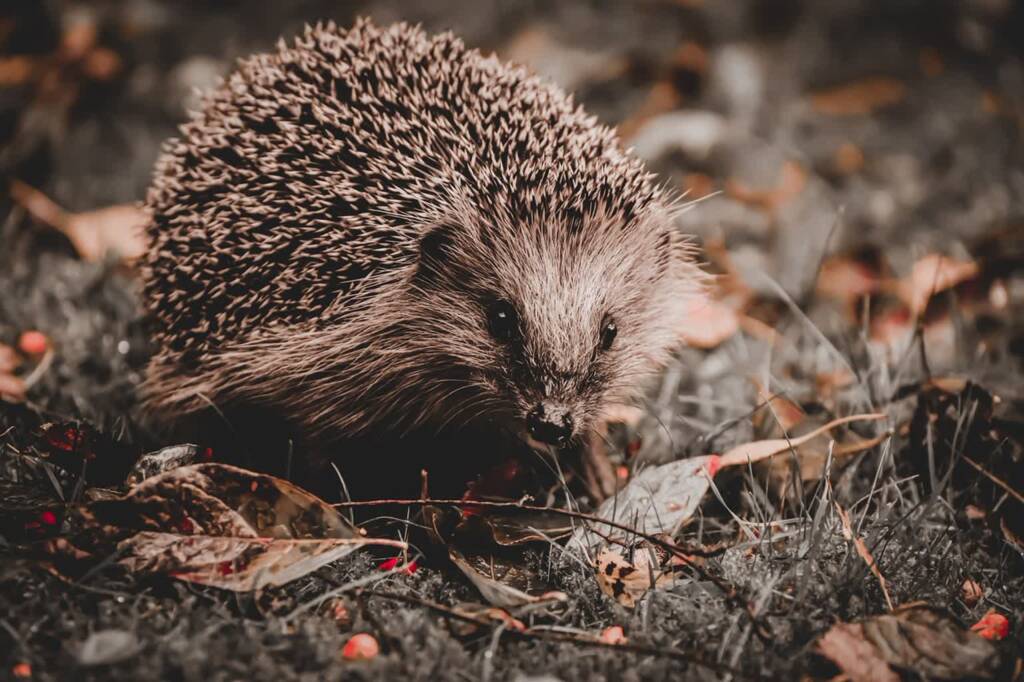 hedgehog 7253331 1280 2024 11 10 171109