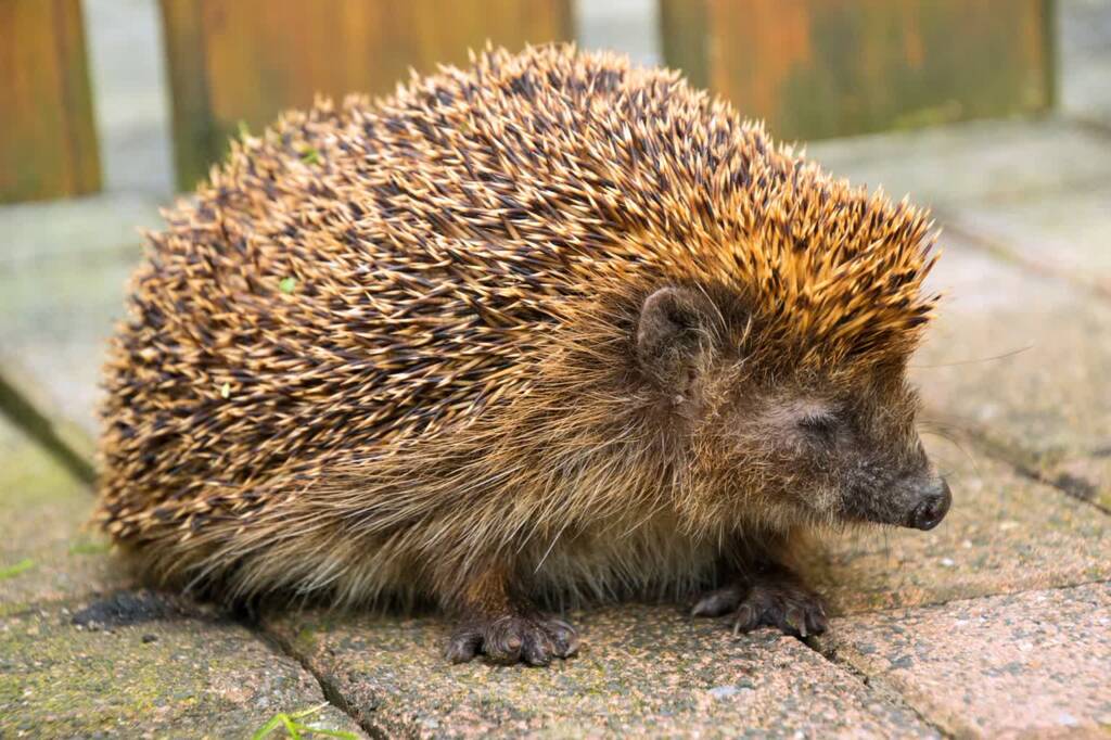 hedgehog 979726 1280 2024 11 18 195548