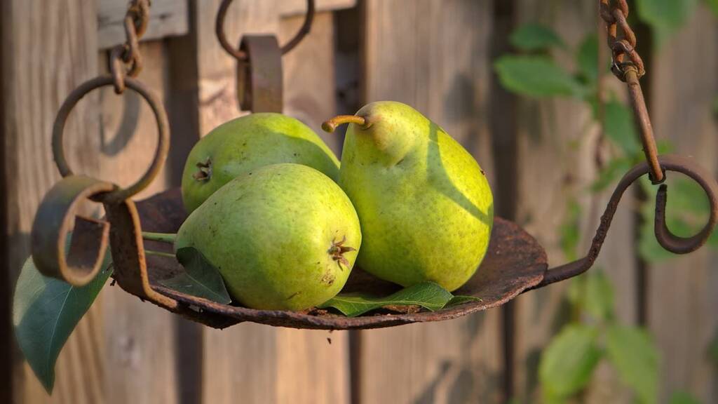 pears 5563591 1280 2024 11 18 094518