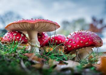 toadstools 1799131 1280 2024 11 21 202454