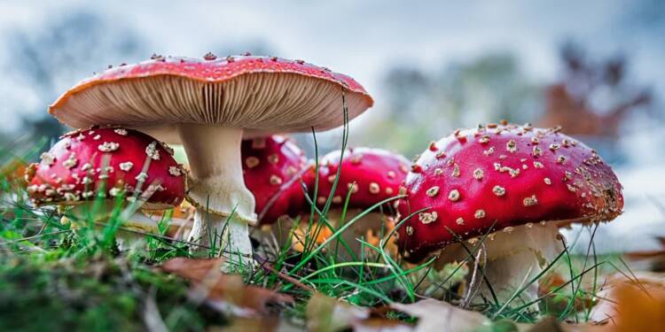 toadstools 1799131 1280 2024 11 21 202454