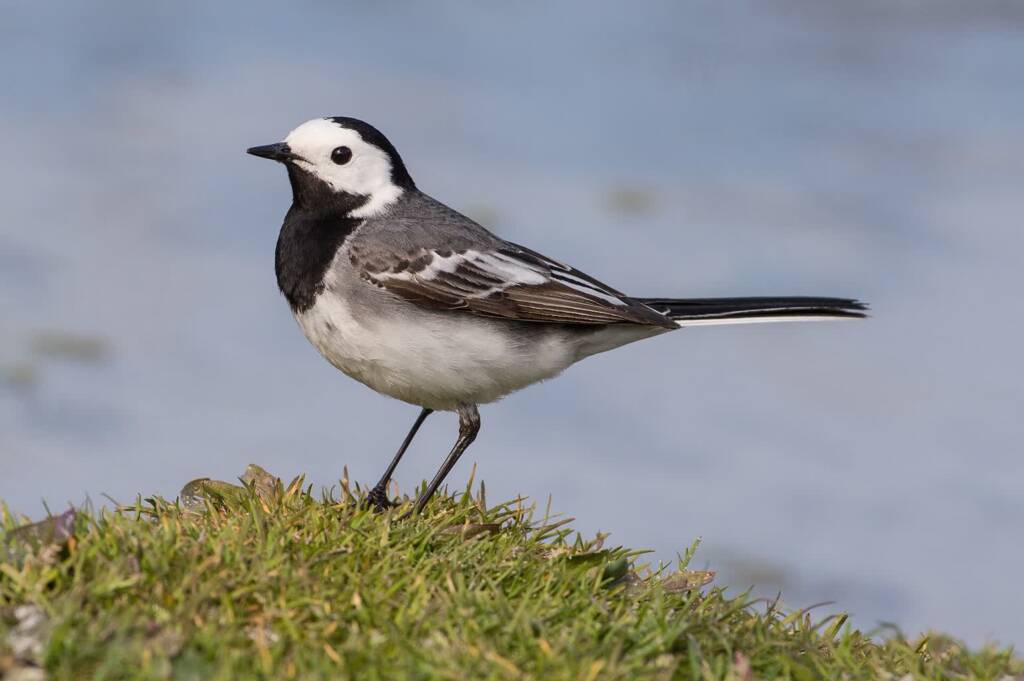 white wagtail motacilla alba 2024 11 23 073850