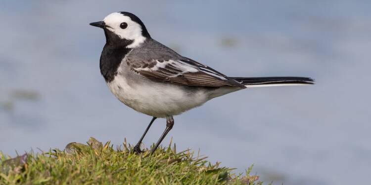 white wagtail motacilla alba 2024 11 23 073850