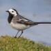 white wagtail motacilla alba 2024 11 23 073850