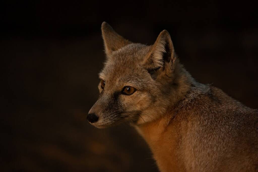 corsac fox 7368515 1280 2024 12 04 115510