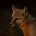 corsac fox 7368515 1280 2024 12 04 115510