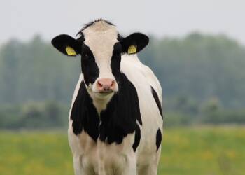 cow 354428 1280 2024 12 18 093239