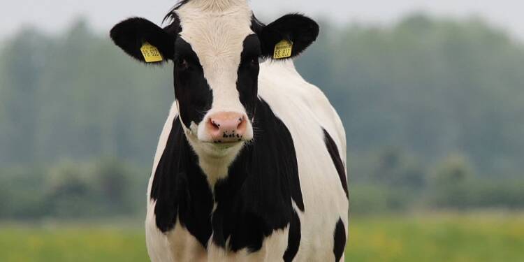 cow 354428 1280 2024 12 18 093239