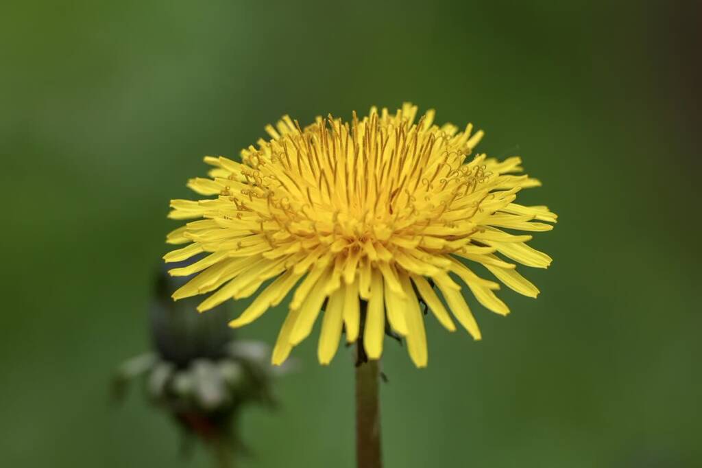 dandelion 8010882 1280 2024 12 31 112728