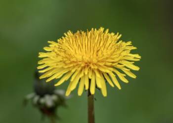 dandelion 8010882 1280 2024 12 31 112728