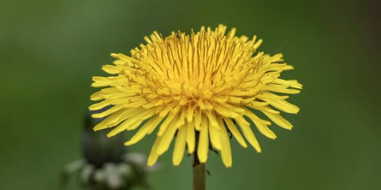 dandelion 8010882 1280 2024 12 31 112728