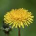 dandelion 8010882 1280 2024 12 31 112728