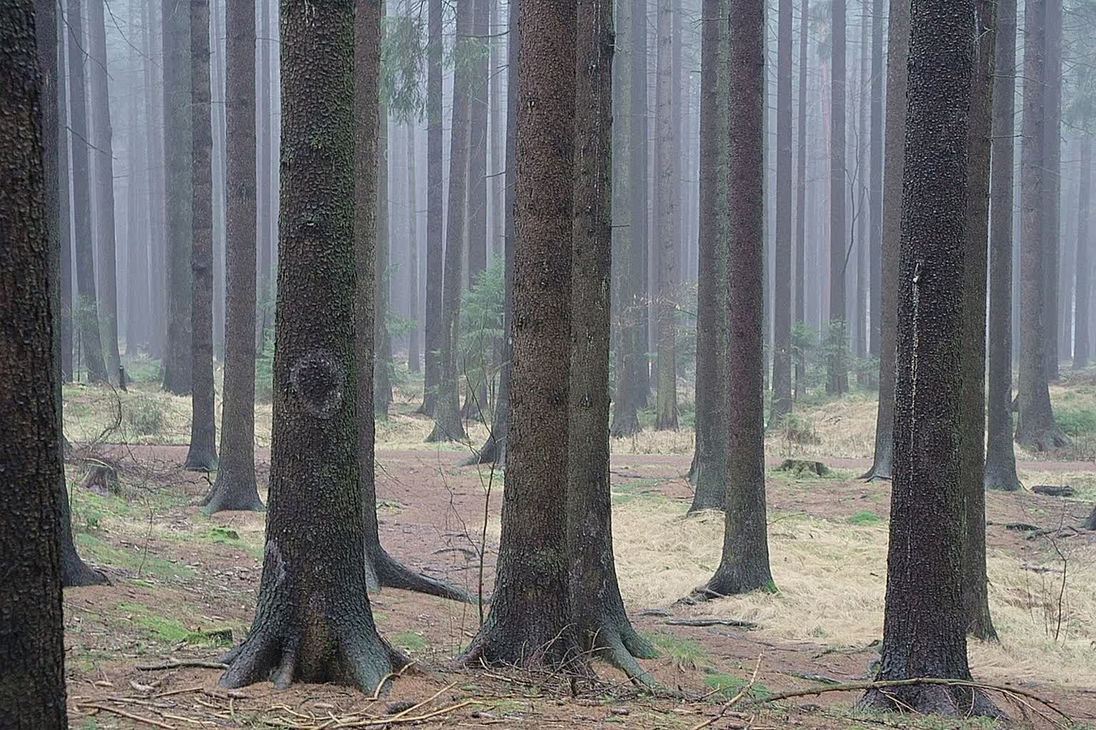 O czym szumią jodły? Przedświąteczny spacer po Roztoczańskim Parku Narodowym 3 fir-forest-76376_1280.jpg
