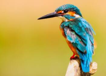 kingfisher 2046453 1280 2024 12 14 072349