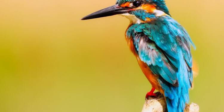 kingfisher 2046453 1280 2024 12 14 072349