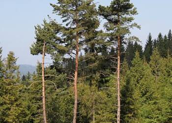 pinus sylvestris beskid zywiecki 2024 12 23 115831