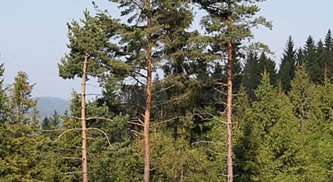 pinus sylvestris beskid zywiecki 2024 12 23 115831