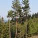 pinus sylvestris beskid zywiecki 2024 12 23 115831