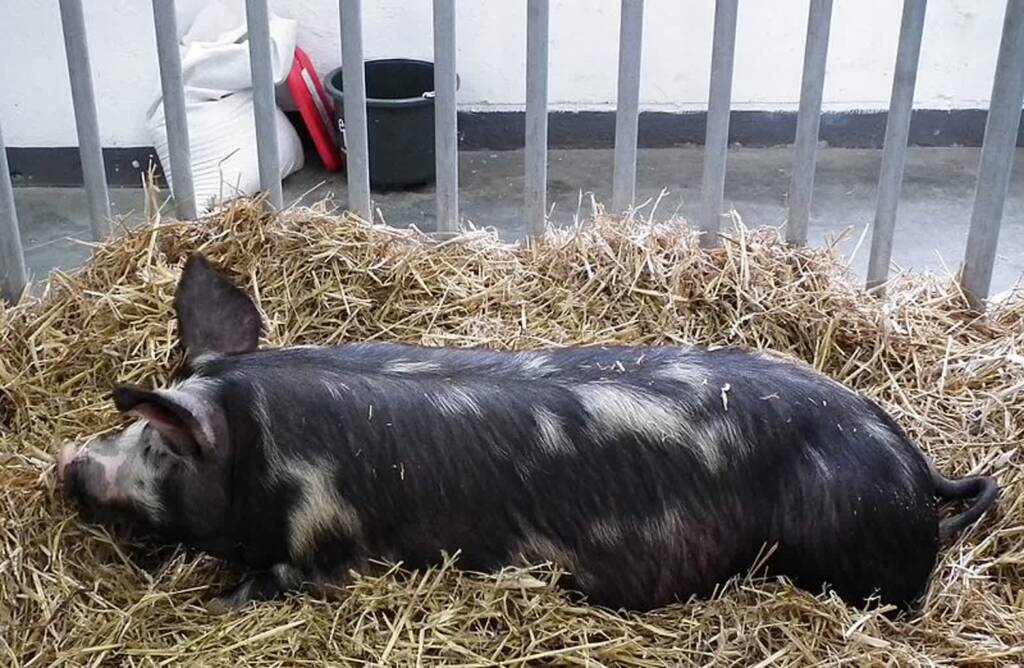 pulawska pig xxviii krajowa wystawa zwierzat hodowlanych poznan 4 2024 12 17 102922