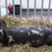 pulawska pig xxviii krajowa wystawa zwierzat hodowlanych poznan 4 2024 12 17 102922