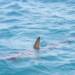 shark fin 472685 1280 2024 12 29 201509