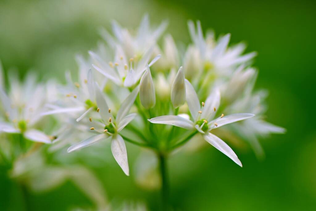 wild garlic 4182131 1280 2024 12 03 065056