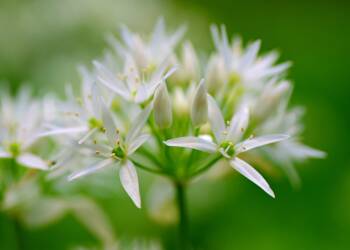 wild garlic 4182131 1280 2024 12 03 065056