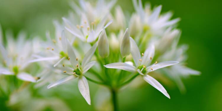 wild garlic 4182131 1280 2024 12 03 065056