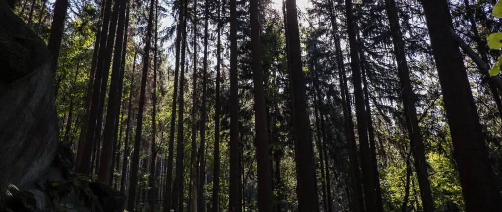 1460x616 2025 01 24 190717