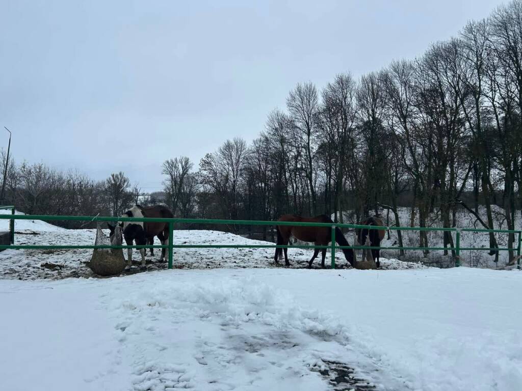 Szkoła w Lubelskiem będzie kształcić hodowców koni 1 5dd7dfd5 ef5c 4212 a1cf 3f725d7ee38a 2025 01 17 083309