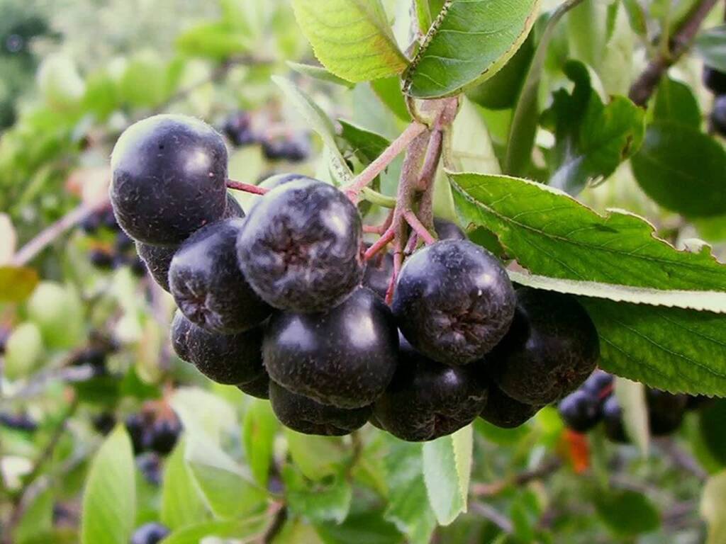 800px aronia melanocarpa 2025 01 14 084332