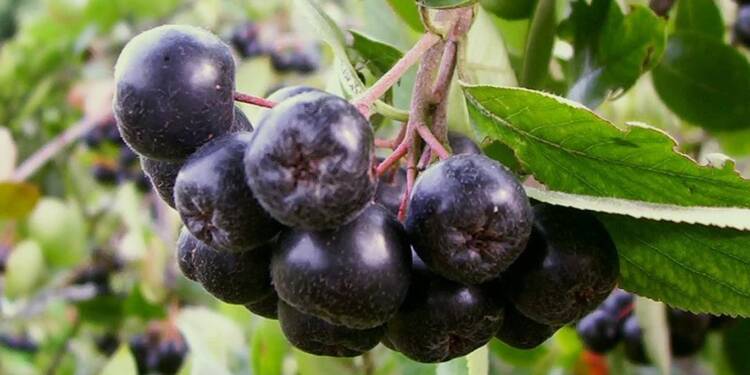 800px aronia melanocarpa 2025 01 14 084332