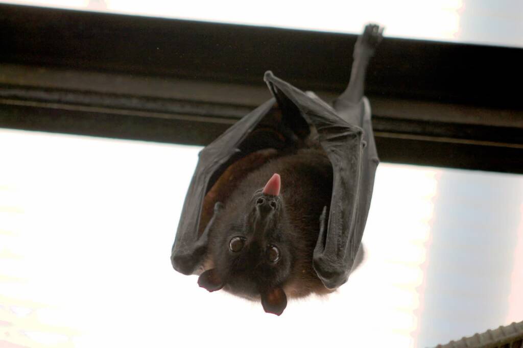 bat 1268650 1280 2025 01 07 101858