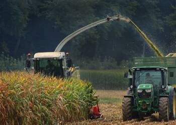 corn harvest 5604152 1280 2025 01 12 115254