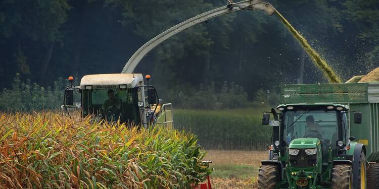 corn harvest 5604152 1280 2025 01 12 115254