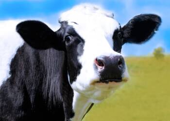 cow 634283 1280 2025 01 06 163417