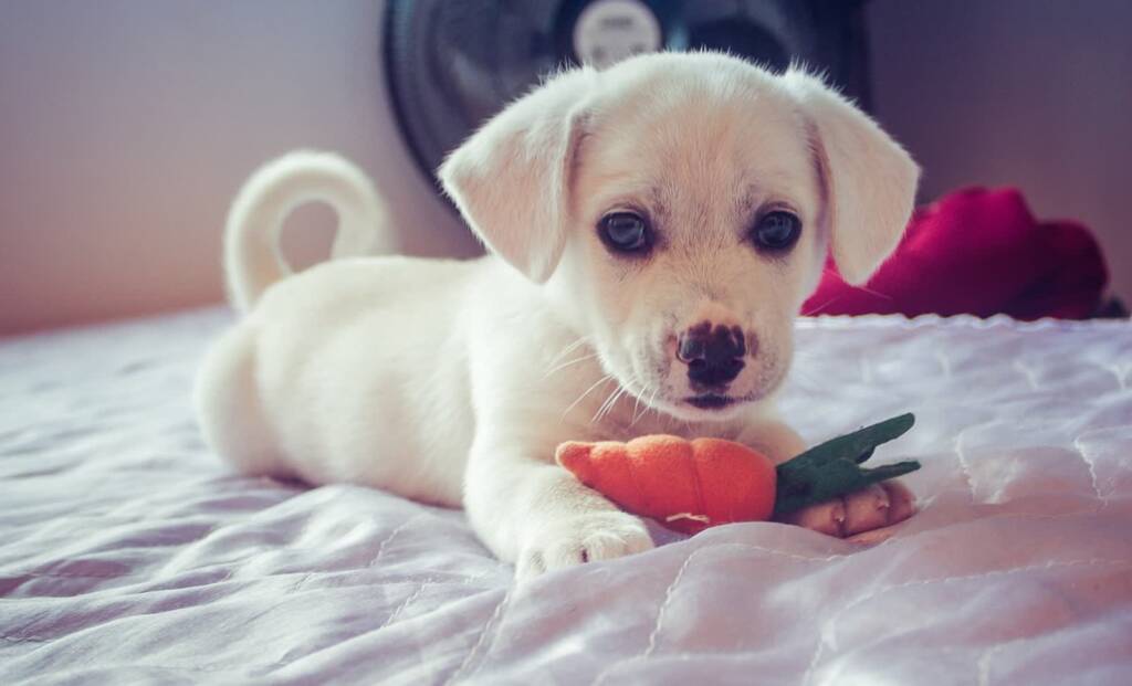 dog 4467062 1280 2025 01 20 083936