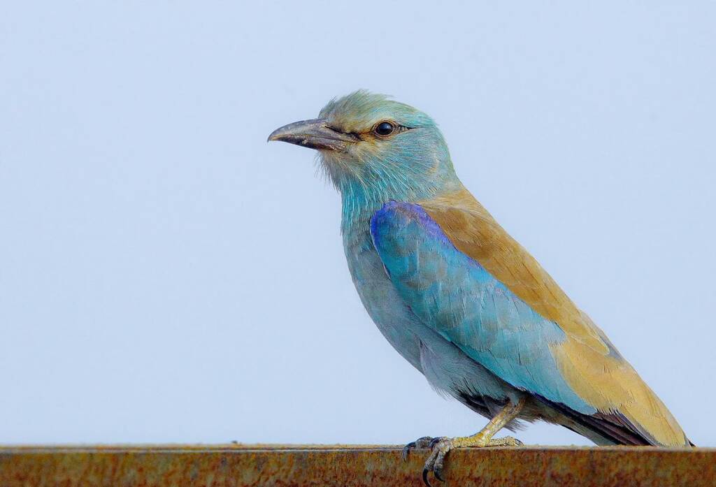 european roller coracias garrulus rushikesh dop 2025 01 31 213445