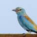 european roller coracias garrulus rushikesh dop 2025 01 31 213445